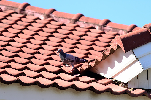 A peacock walking on the tile roof