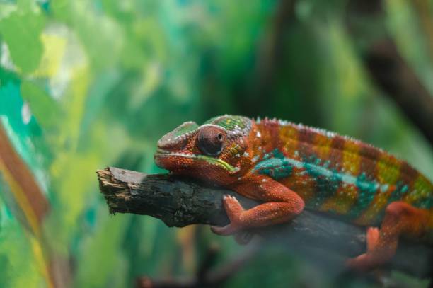 istock there is a chamelon lizard in the habitat looking around 1578653207