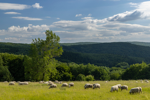 Landscape with white sheep in White Carpathians, Czech Republic