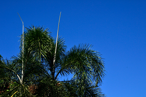Palm tree branches and leave before the bright blue sky with a thin sharp branch straight up on top.