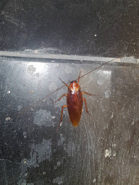 American cockroach is a house guest