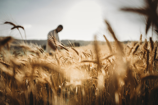 Farmer in his growing wheat