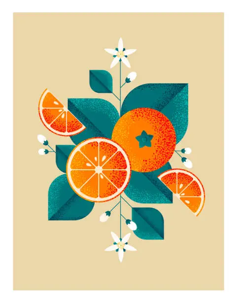 Vector illustration of Ripe oranges with leaves and flowers. Illustration with grain and noise texture.
