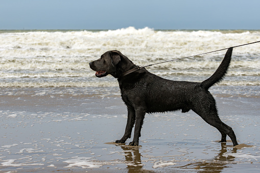 black dog on a leash stands on the beach