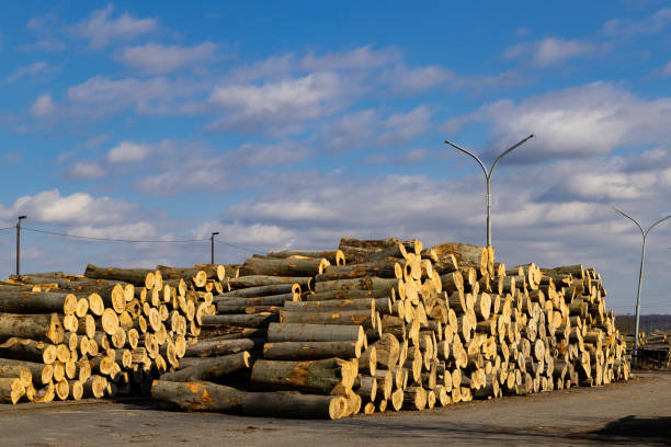 istock wooden logs on the open air 1578728965