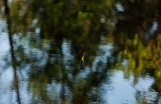 brillante bobber da pesca colorato galleggia nella superficie dell'acqua del lago, fiume con riflesso di alberi. attività per il tempo libero per le vacanze nel fine settimana. atmosfera di relax e tranquillità. concetto di cattura del pesce per hobby. - lure loc foto e immagini stock