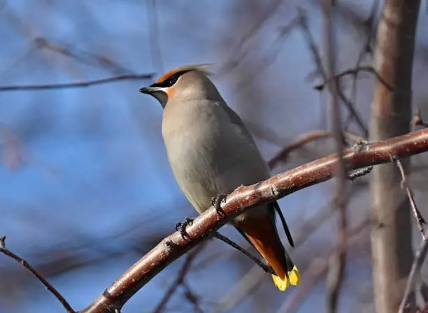 Bohemian Waxwing perched on the branch of a crabapple tree