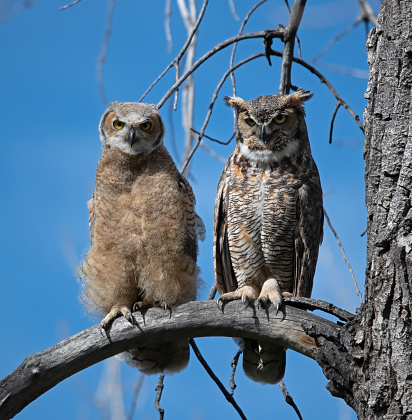 Great Horned Owl adult and juvenile perched on a branch.