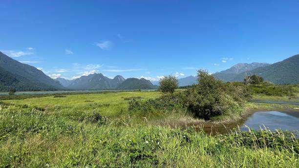 istock Pitt River Dyke in Pitt Meadows, British Columbia 1578757250