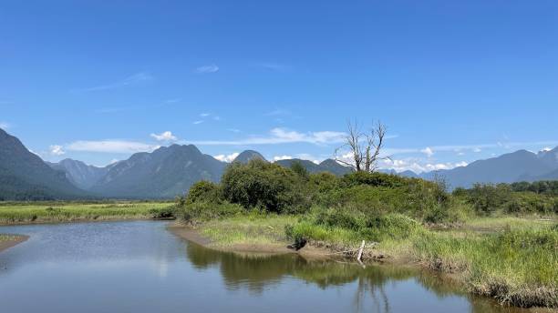 istock Pitt River Dyke in Pitt Meadows, British Columbia, Canada 1578757800