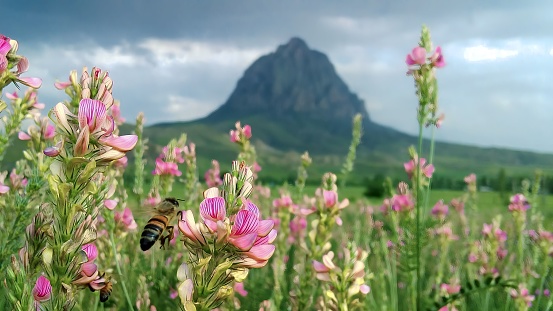 That magnificent view when bees come to collect nectar from flowers during a trip to nature
