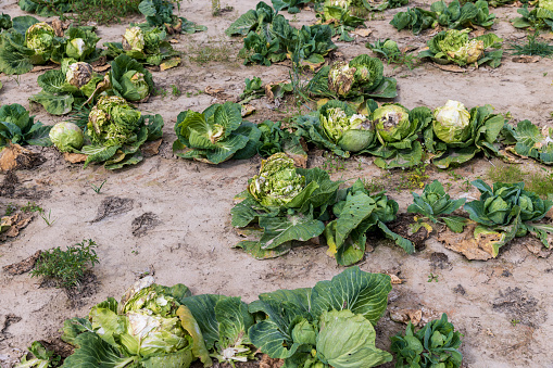Agricultural field where cabbage is grown in cabbages, a field with growing, but not yet fully ripe cabbage in summer