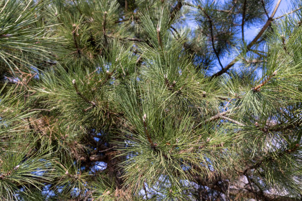 istock a close-up of a pine tree in sunny spring weather 1578780502