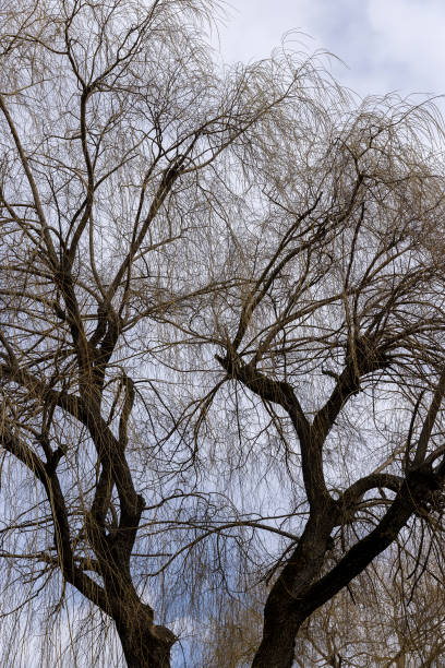 istock bare willow trees in the spring season in the park 1578781008
