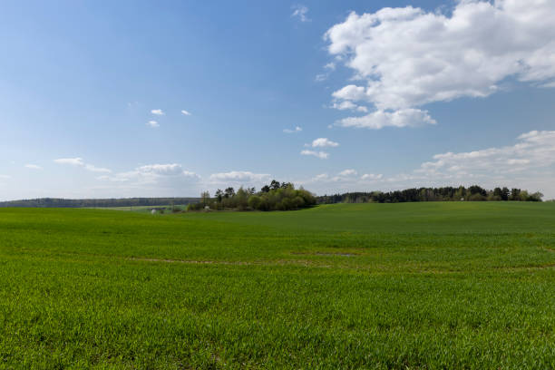 istock a field with green wheat sprouts in the spring season 1578781526