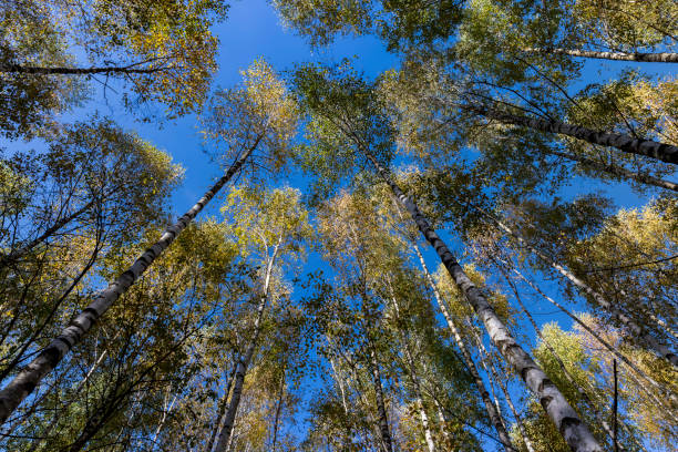 istock Birch forest with trees with yellow and green foliage 1578781546