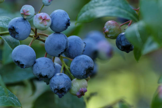 istock Branch of ripe, large blueberries. Selective focus. 1578781548
