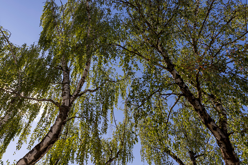 High birch tree in summer, green foliage on birch in summer and sunny weather
