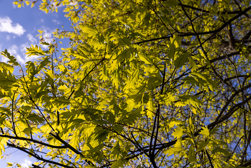 translucent spring oak foliage and oak catkins during flowering, details of the oak tree in the spring season