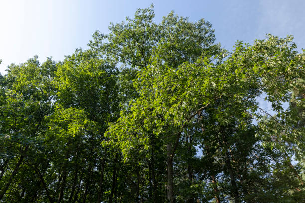 istock Deciduous trees with green foliage in summer 1578782096