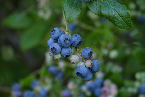 istock Branch of ripe, large blueberries. Selective focus. 1578782627