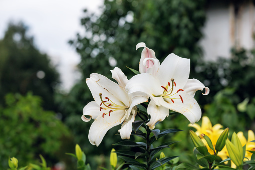 White lily flowers in the garden. Russia