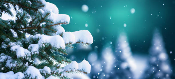 Spruce branches covered with snow and light falling snow is a beautiful background image.