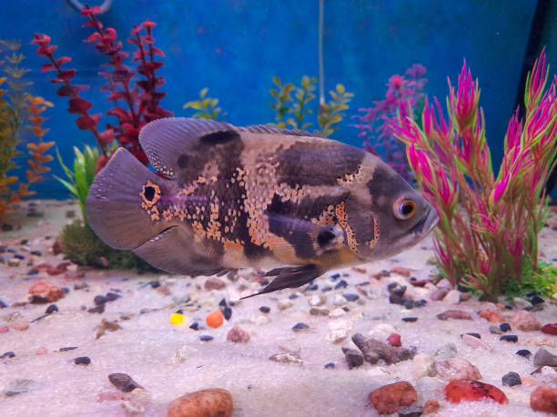 istock A beautiful tiger skin barb fish inside a tropical fish tank. 1578820628
