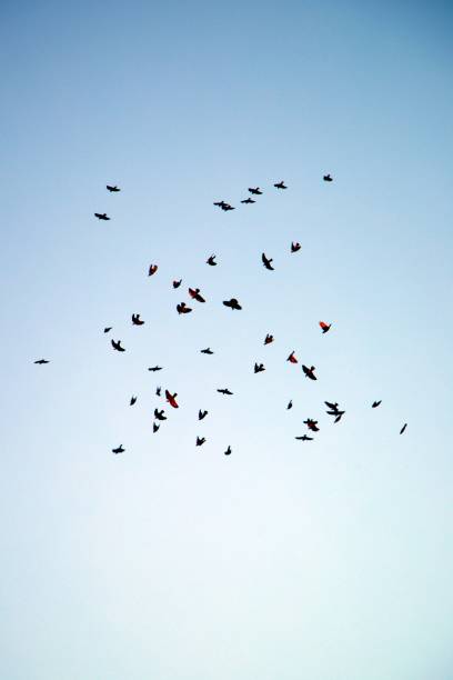 istock Flock of birds 1578825902