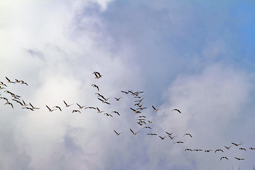 Flock of birds traveling together
