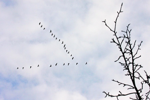 Flock of birds flying