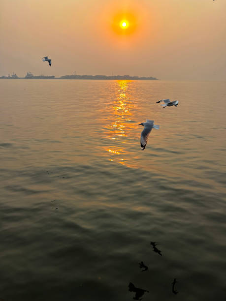 istock Image of three slender-billed gulls (Chroicocephalus genei) flying in sunset sky across sea waves, setting sun with orange halo over Indian Ocean, focus on foreground 1578855204