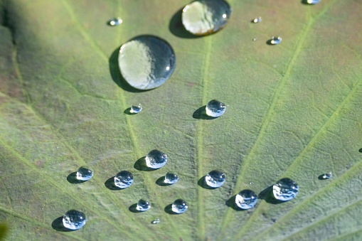 A close-up of a leaf covered in glistening water droplets, captured in vibrant detail in natural sunlight