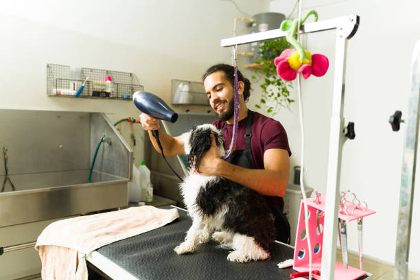 Young man working as a pet groomer drying a small dog Smiling professional pet groomer blow drying the hair of a beautiful shih tzu dog after a bath ready for a haircut animal groomer stock pictures, royalty-free photos & images