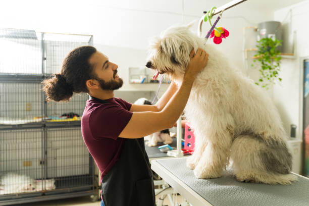 istock Profile of a latin man grooming a bobtail dog 1578881882