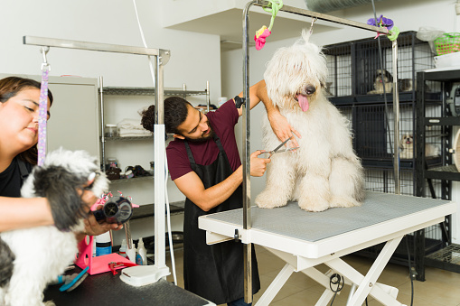 Bobtail and shih tzu dog getting a haircut and grooming services from professional pet groomers at the pet spa