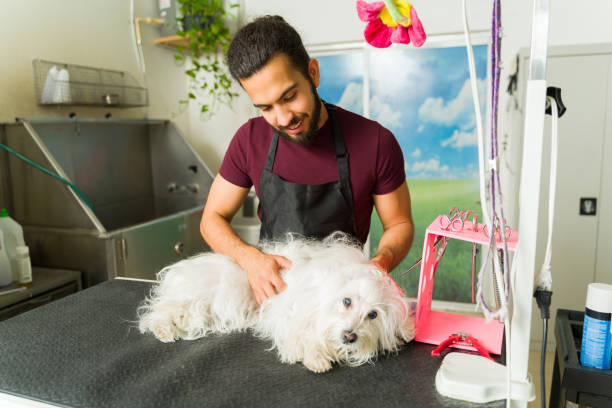 istock Hispanic pet groomer massaging a maltese dog 1578892395