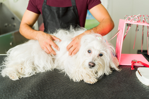 Relaxed adorable maltese dog getting a relaxing massage after a haircut at the grooming care shop