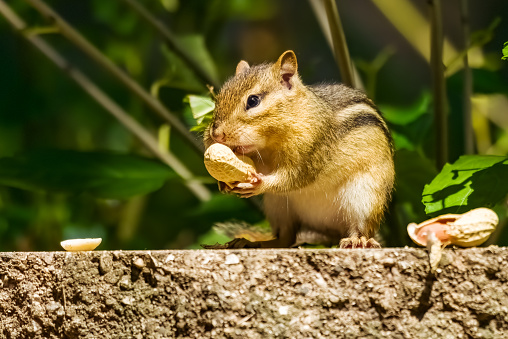 A chipmunk stuffs his cheeks with peanuts.