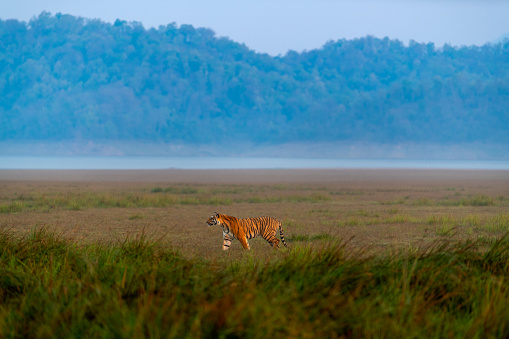 Majestic tiger in beautiful landscape of Dhikala Grasslands - Jim Corbett National park