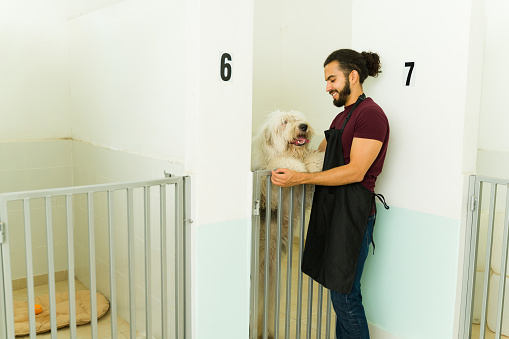 Attractive man smiling while petting a beautiful bobtail dog staying at the dog daycare or pet hotel