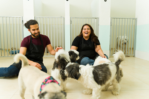 Excited smiling woman and man working at the dog daycare or pet hotel playing with beautiful shih tzu and pug dogs