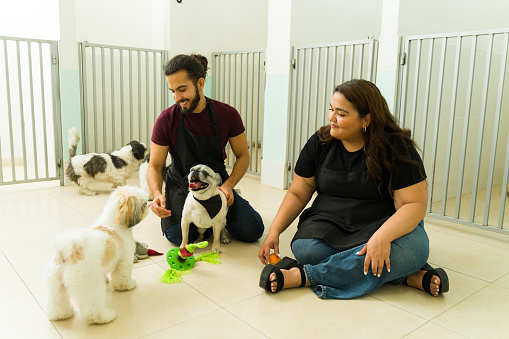 Mexican workers having fun at the dog daycare or pet hotel while giving toys to shih tzu and pug dogs