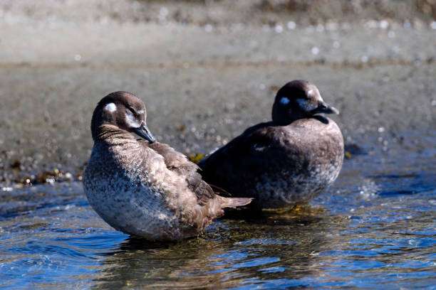 female harlequin ducks, east point, saturna island, bc canada - harlequin duck duck harlequin water bird imagens e fotografias de stock