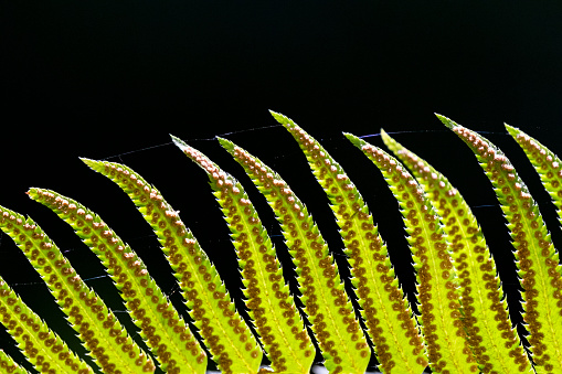 Fern tips in the Gulf Islands National Park, Saturna Island, BC Canada