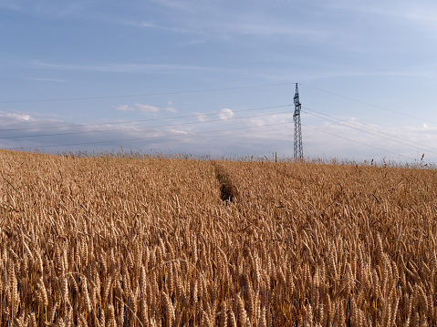 Low angle view of electricity pylons in a field of barley in Essex with a footpath running through the middle