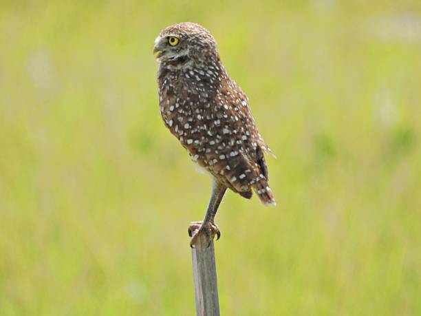 istock Burrowing Owl (Athene cunicularia) -perched on a wood post 1578963219