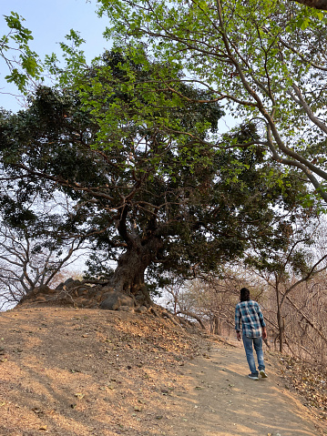 Stock photo showing Indian ficus growing on steep hill. The large ancient Ficus benghalensis tree trunk with thick, woody roots is considered as a religious tree of pray. The Banyan is the national tree of India.