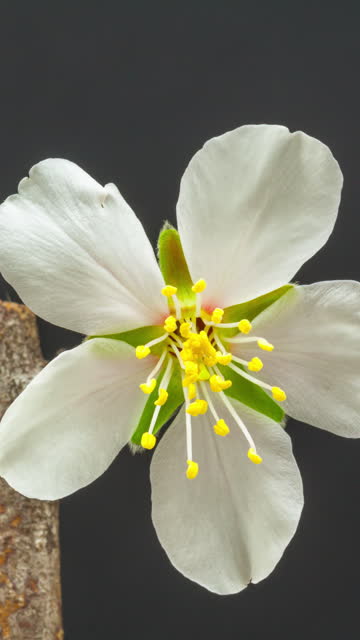 Almond flower blooming against black background in a time lapse. Vertical composition, smartphone view.