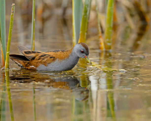 istock Little Crake foraging in the water 1578985743